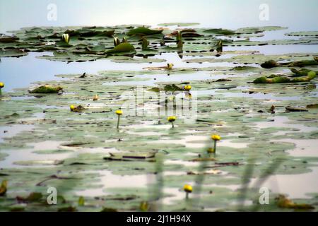 Wytyczno, Polesie, Polesia, Polesien, Parco Poleski Narodowy, Polska, Polen, Polonia, Jezioro Wytyckie; piante acquatiche sulla superficie del lago, vedere Foto Stock