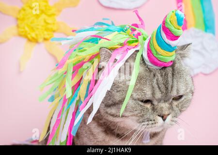 Gatto unicorno su sfondo rosa in un abito. Arcobaleno corno, carino gattino look, abilità, tenerezza, amore, favola e amore per i gatti Foto Stock