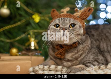 Capodanno, gatto di Natale britannico in un cappello di cervo, Rudolph sullo sfondo di un albero di Natale e luci Foto Stock