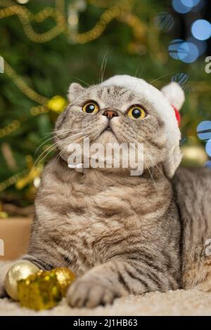 Gatto di Natale in un cappello rosso di Babbo Natale, Capodanno, biglietto di auguri, banner Foto Stock