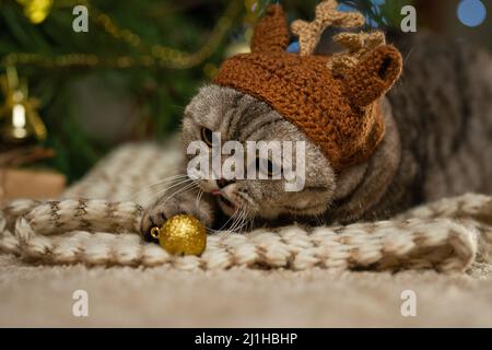 Capodanno, gatto di Natale britannico in un cappello di cervo, Rudolph sullo sfondo di un albero di Natale e luci Foto Stock