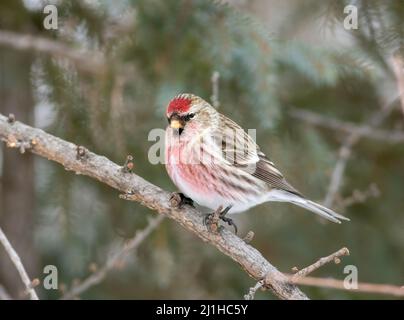 Un guerriere comune di redpoll nel freddo inverno nevoso del Minnesota settentrionale a Sax Zim Bog. Foto Stock