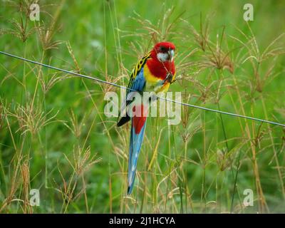 Australian Birds, vivace e colorato uccello Rosella orientale arroccato su filo recinzione mangiare semi da erba, rosso giallo blu e verde in piedi Foto Stock