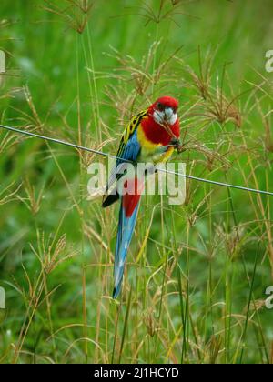 Australian Birds, uccello rosella orientale dai colori vivaci arroccato su filo recinzione mangiare semi da erba, rosso giallo blu e verde in piedi fuori Foto Stock