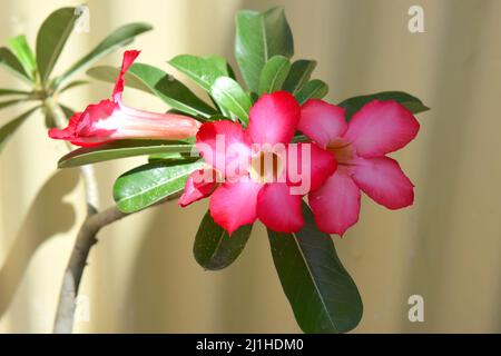 Splendido fiore tropicale su sfondo chiaro. Foto Stock