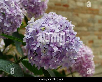 un primo piano focalizzato di un hydrangea Foto Stock