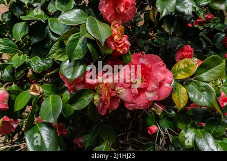 Cespuglio con fiori rosa e giallo che cadono a pezzi, appassendo di decadimento. Foto Stock