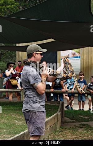 Rettili / un custode del rettile gestisce un pitone birmano al Ballarat Wildlife Park in Ballarat Australia. Foto Stock