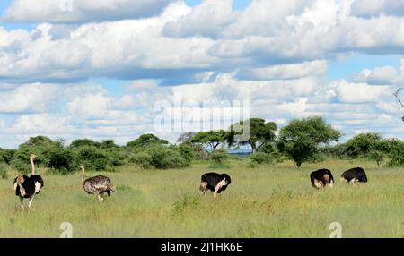 Struzzi che vagano per la savana al Parco Nazionale Tarangire in Tanzania. Foto Stock