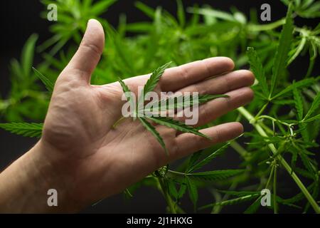 Un foglio di canapa su una mano contro uno sfondo di cannabis Foto Stock