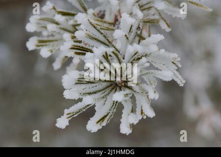 primo piano di un ramo di abete rosso nella neve Foto Stock