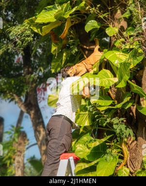 Uomo salvare un gatto bloccato in albero , gatto in albero, gatto in difficoltà. Foto Stock
