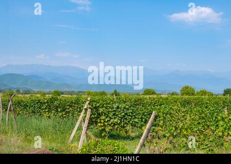 campo enorme con vigneti in estate in georgia Foto Stock