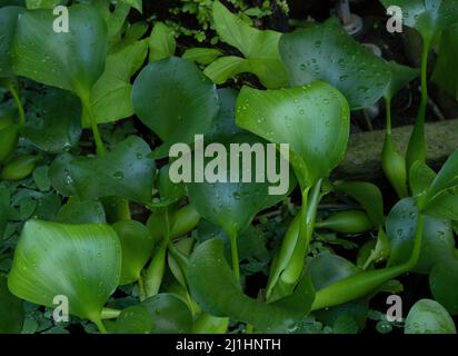 Modello di foglie o piante verdi con distanza ravvicinata per sfondo naturale e tessuto wallpapr Foto Stock