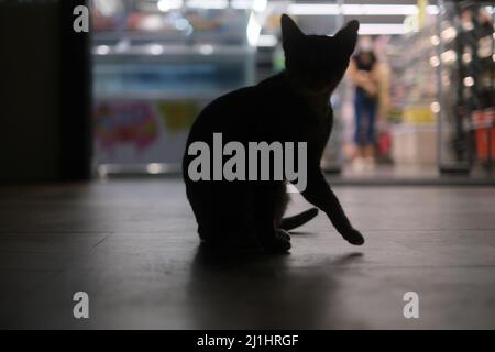 Una silhouette di gatto seduto di fronte al grande magazzino luminoso Foto Stock