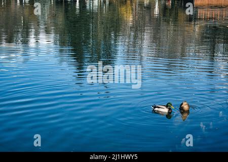 Due anatre che nuotano nel lago Foto Stock
