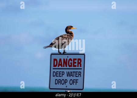 Primo piano di un cormorano a doppio crestato appollaiato su un cartello "Danger, Deep Water Drop Off" su sfondo blu cielo chiaro Foto Stock