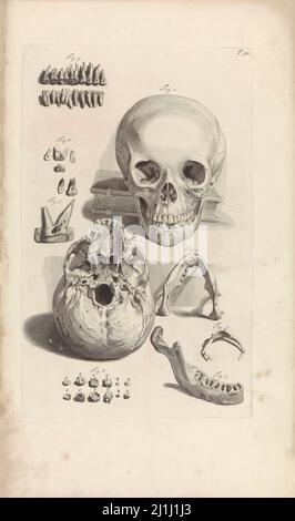 Incisione di uno studio anatomico di un'ombra. Vita morta con un cranio umano. Da Pieter van Gunst, dopo Gerard de Lairesse, 1685 Foto Stock