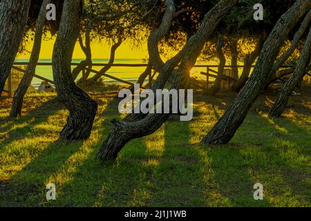 L'alba sul mare, in primo piano i tronchi ritorti dei pini della pineta Filiani. Pineto, provincia di Teramo, Abruzzo Foto Stock