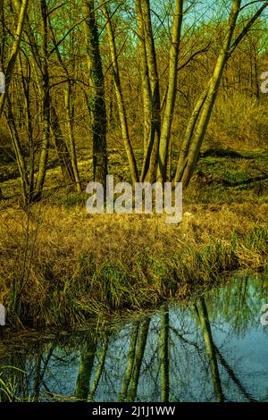 I tronchi illuminati dalla calda luce del sole si riflettono nell'acqua del fiume. Abruzzo, Italia, Europa Foto Stock