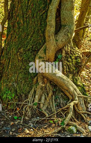 Le radici di Ivy abbracciano un tronco coperto di edera. Abruzzo, Italia, Europa Foto Stock