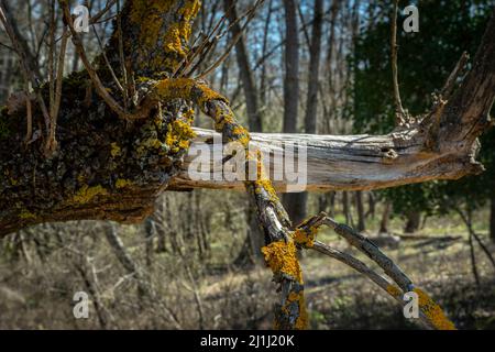 Lichen arancione comune, scala gialla, Xantoria parietina, su ramo rotto senza corteccia. Abruzzo, Italia, Europa Foto Stock