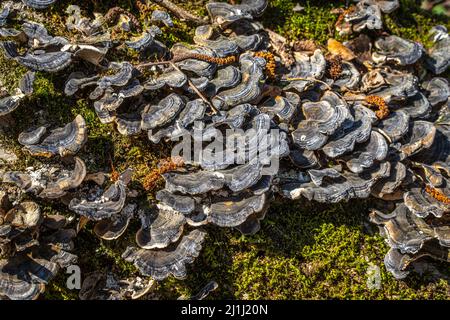 Funghi legnosi di coriolo multicolore, Trametes versicolor. Un fungo della famiglia delle Poliporacee. Abruzzo, Italia, Europa Foto Stock