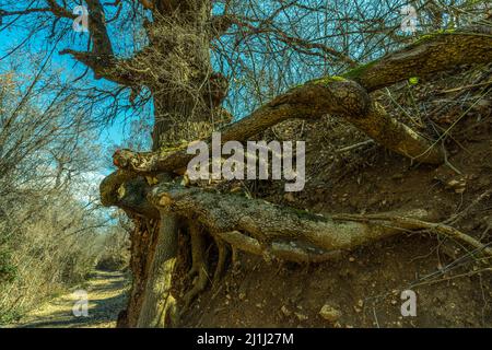 Le radici di quercia tengono il suolo di una scarpata. Abruzzo, Italia, Europa Foto Stock