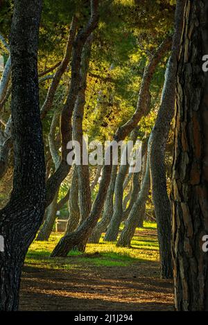 Pini ritorti e tronchi diritti, nella Pineta Filiani, illuminata dalla prima luce dell'alba sul Mare Adriatico. Pineto, Abruzzo Foto Stock