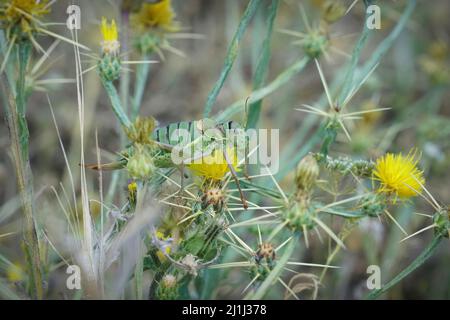 Primo piano su un cricket di cespugli a sella occidentale , Ephippiger diurnus, piante da mangiare nel Gard, Francia Foto Stock