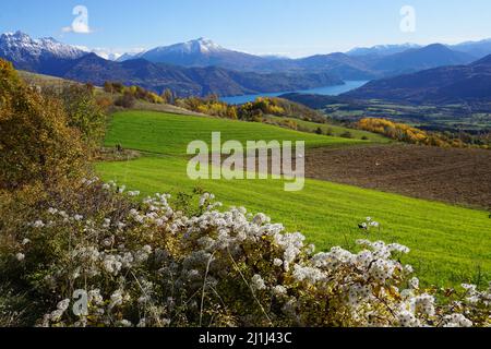 Coloratissimo fogliame a Serre Poncon, Alpi meridionali, Francia Foto Stock