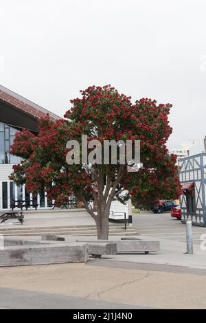 La vista di pohutukawa albero in fiore. Foto Stock