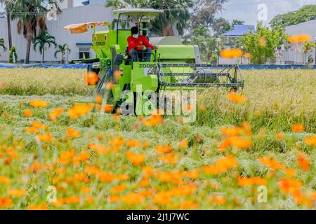 Nueva Ecija, Filippine. 25th Mar 2022. (220326) -- NUEVA ECIJA, 26 marzo 2022 (Xinhua) -- Un agricoltore lavora presso il Philippine-sino Center for Agricultural Technology (PhilSCAT) nella provincia di Nueva Ecija, nelle Filippine, il 25 marzo 2022. Le Filippine stanno raccogliendo i frutti della sua collaborazione agricola con la Cina per aumentare la fornitura di cibo e salvaguardare la sicurezza alimentare nel paese, ha detto il Segretario all'Agricoltura William Dar venerdì. Dar ha fatto le osservazioni in una cerimonia che ha segnato l'inaugurazione di nuovi laboratori di allevamento presso il Centro filippino-sino per la tecnologia agricola (PhilSCAT) in Foto Stock