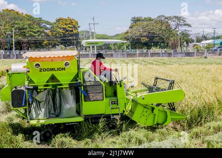 Nueva Ecija, Filippine. 25th Mar 2022. (220326) -- NUEVA ECIJA, 26 marzo 2022 (Xinhua) -- Un agricoltore lavora presso il Philippine-sino Center for Agricultural Technology (PhilSCAT) nella provincia di Nueva Ecija, nelle Filippine, il 25 marzo 2022. Le Filippine stanno raccogliendo i frutti della sua collaborazione agricola con la Cina per aumentare la fornitura di cibo e salvaguardare la sicurezza alimentare nel paese, ha detto il Segretario all'Agricoltura William Dar venerdì. Dar ha fatto le osservazioni in una cerimonia che ha segnato l'inaugurazione di nuovi laboratori di allevamento presso il Centro filippino-sino per la tecnologia agricola (PhilSCAT) in Foto Stock