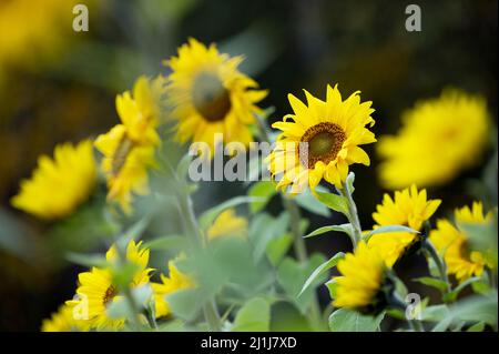 Girasoli in fiore nel campo Foto Stock
