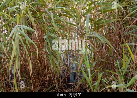 Arundo donax è un alto canne perenne. È una delle tante specie cosiddette di canna. Ha molti nomi comuni compreso canna gigante, erba di elefante, Foto Stock