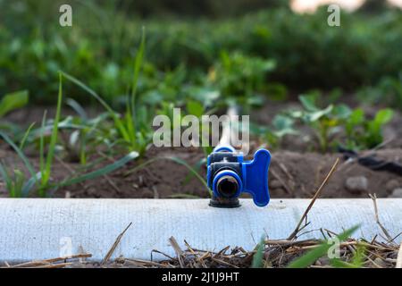 Sistema di irrigazione a goccia. Sistema di irrigazione a gocciolamento per il risparmio utilizzato nell'irrigazione del campo. Foto Stock