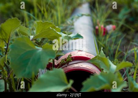 Tubo di irrigazione in plastica per irrigazione a goccia. Vista frontale con messa a fuoco selettiva Foto Stock