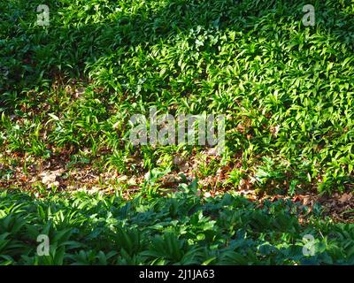 Allium ursinum o aglio selvatico, piante commestibili in una foresta Foto Stock