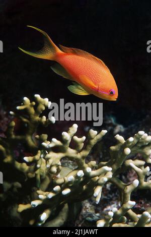 Sea goldie (femmina) - Pseudanthias squamipinnis Foto Stock