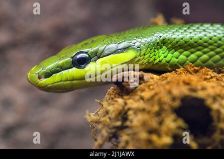 Ratserpente arboreo - Gonyosoma oxicephalum Foto Stock