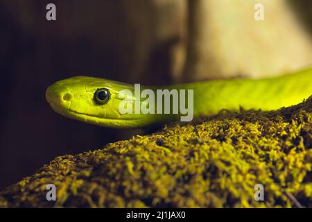Verde orientale mamba - Dendroaspis angusticeps Foto Stock