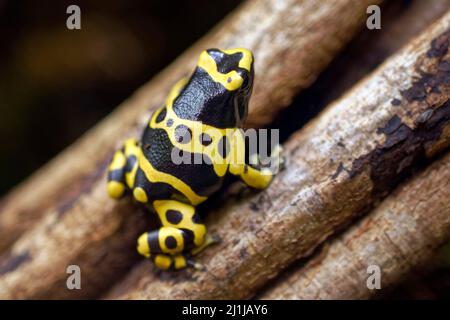 Rana veleno con bande gialle - Dendrobates leucomelas Foto Stock