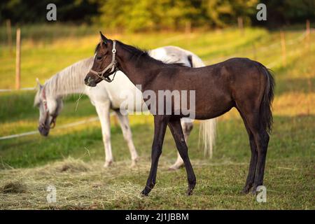 Piccolo cavallo arabo marrone nemico in piedi accanto a sua madre, sfocato sfondo verde campo di erba Foto Stock