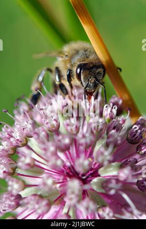 Ape europea al miele - Apis mellifera Foto Stock