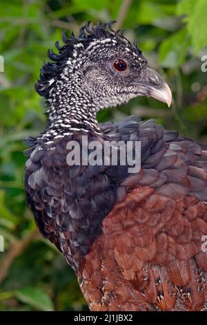 Grande curassow (femmina) - Crax rubra Foto Stock