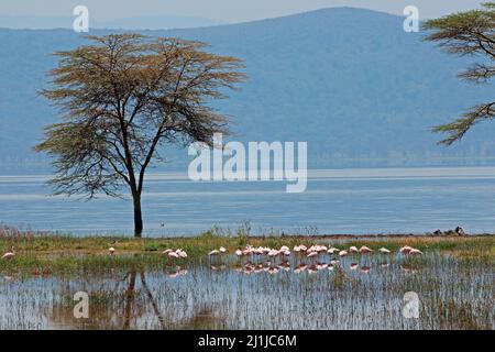 Colorati fenicotteri in acque poco profonde, Lake Nakuru National Park, Kenya Foto Stock