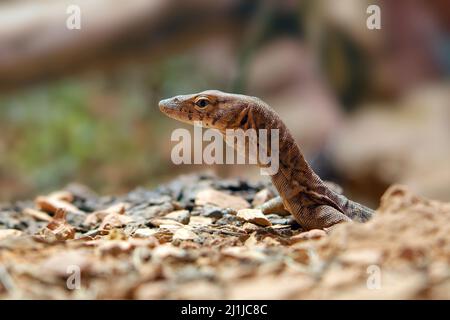 Pilbara rock monitor - Varanus pilbarensis Foto Stock