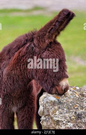 Poitou asino - Equus asinus asinus Foto Stock
