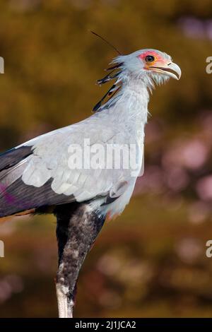 Segretario bird - Sagittarius serpentarius Foto Stock